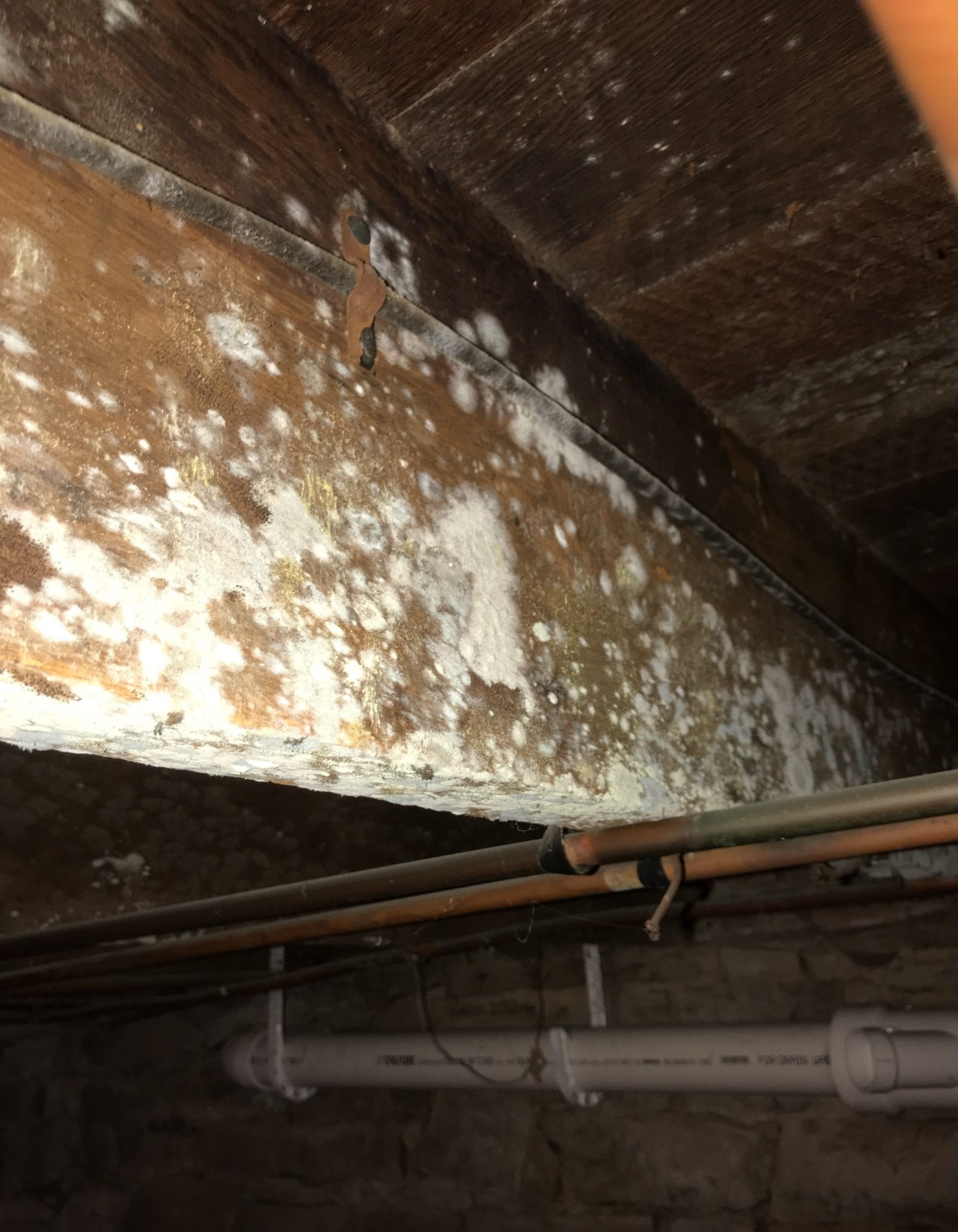 9 Signs You Have Toxic Mold In Your Home PureOne Services STL   Mold 1 1593x2048 