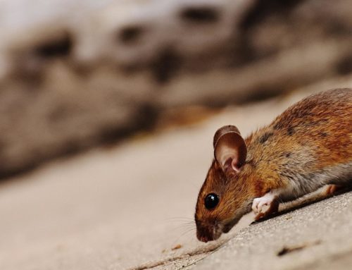 5 Serious Diseases Caused by Rodent Droppings
