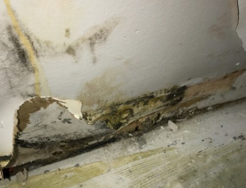 4 Serious Health Effects of Toxic Mold
